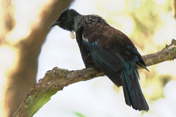 Prosthemadera novaeseelandiae (Gmelin, 1788) - The Tui