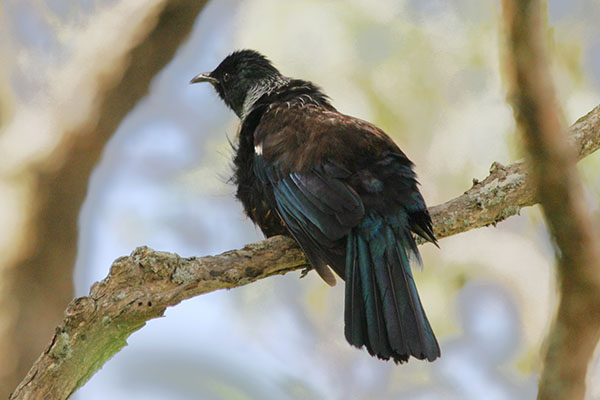 Prosthemadera novaeseelandiae (Gmelin, 1788) - The Tui