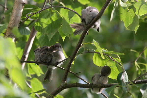 Psaltriparus minimus - The Bushtit