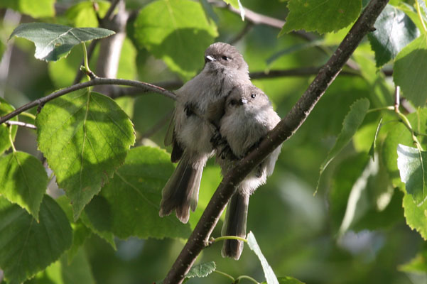 Psaltriparus minimus - The Bushtit