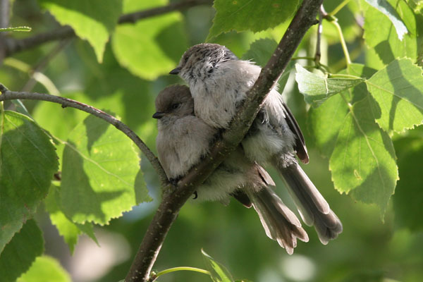 Psaltriparus minimus - The Bushtit