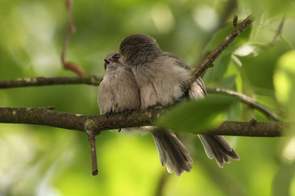 Psaltriparus minimus - The Bushtit