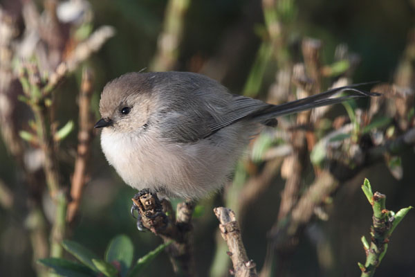 Psaltriparus minimus - The Bushtit