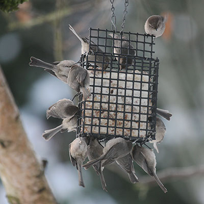 Psaltriparus minimus - The Bushtit