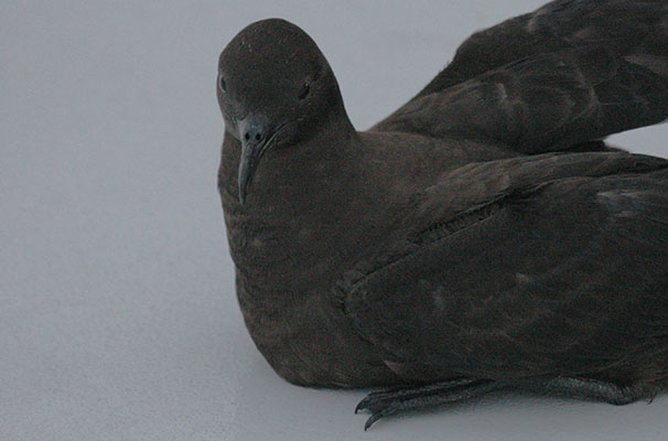 Puffinus nativitatis - The Christmas Shearwater