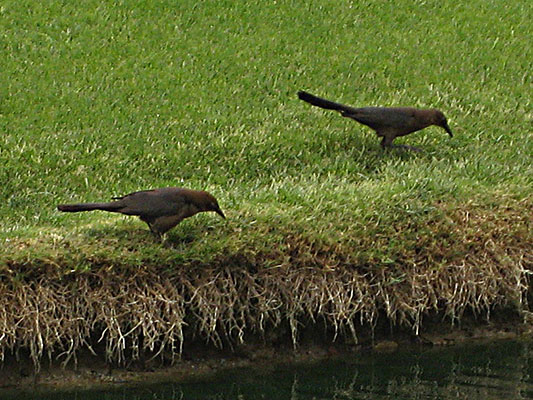 Quiscalus quiscula - The Common Grackle