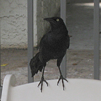 Quiscalus quiscula - The Common Grackle