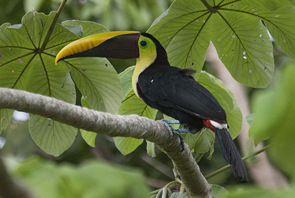 Ramphastos ambiguus - The Yellow-throated Toucan