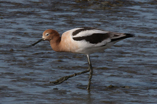 Recurvirostra americana - The American Avocet