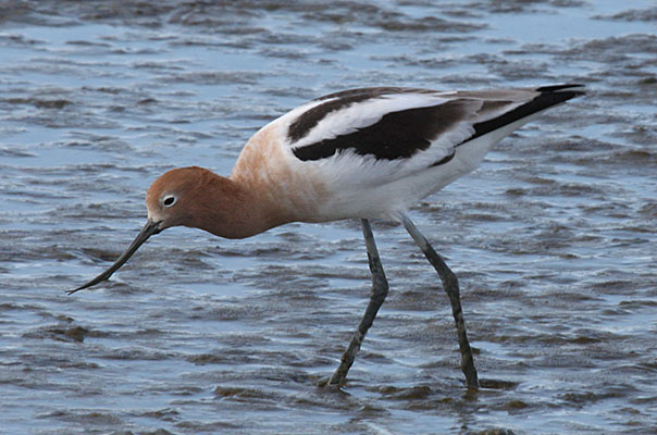 Recurvirostra americana - The American Avocet