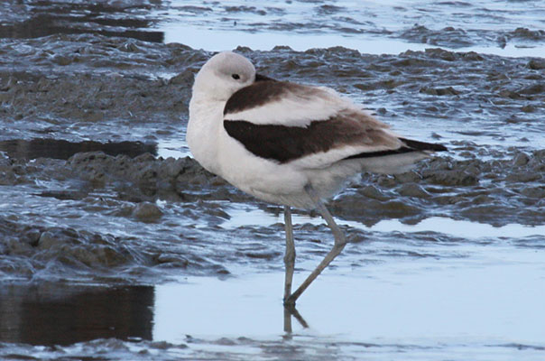 Recurvirostra americana - The American Avocet