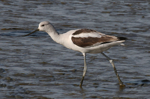 Recurvirostra americana - The American Avocet