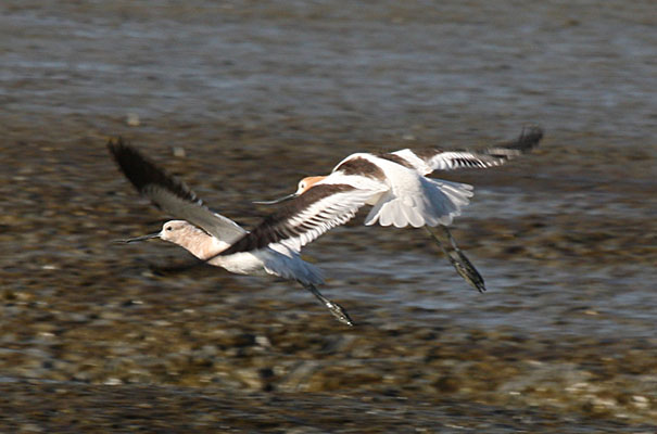 Recurvirostra americana - The American Avocet