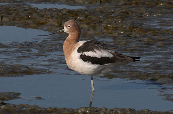 Recurvirostra americana - The American Avocet