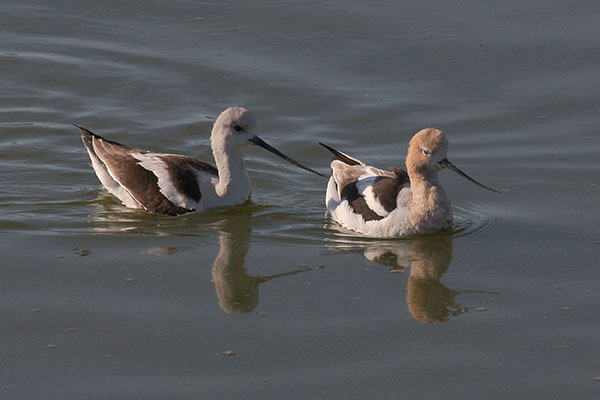 Recurvirostra americana - The American Avocet