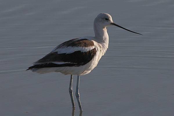 Recurvirostra americana - The American Avocet