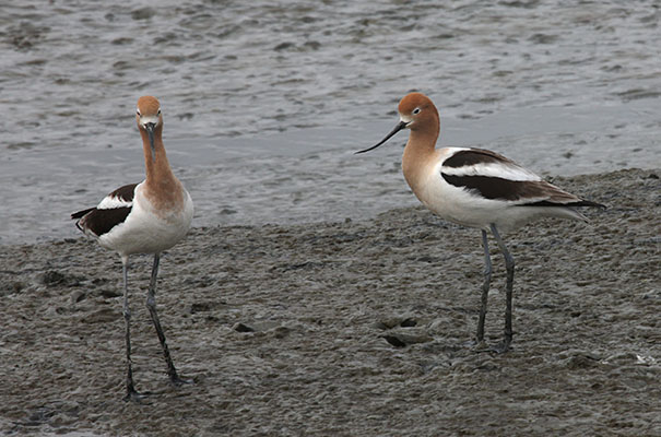 Recurvirostra americana - The American Avocet