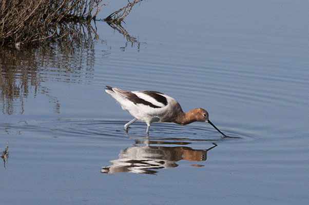 Recurvirostra americana - The American Avocet