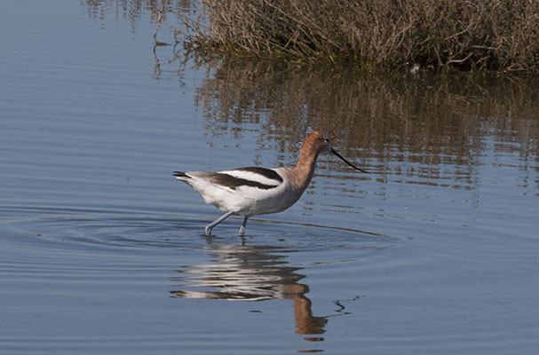 Recurvirostra americana - The American Avocet