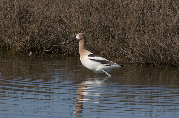 Recurvirostra americana - The American Avocet