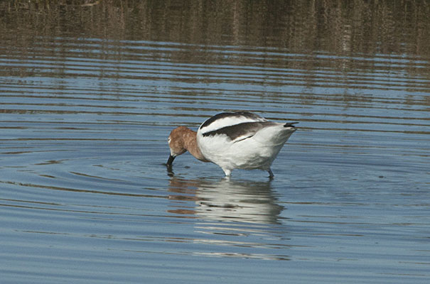 Recurvirostra americana - The American Avocet