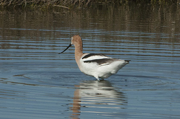 Recurvirostra americana - The American Avocet