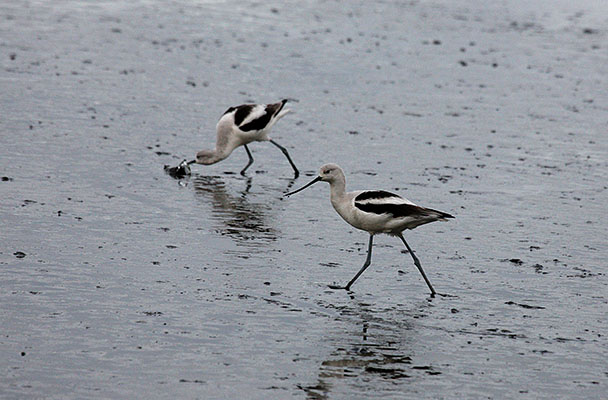 Recurvirostra americana - The American Avocet