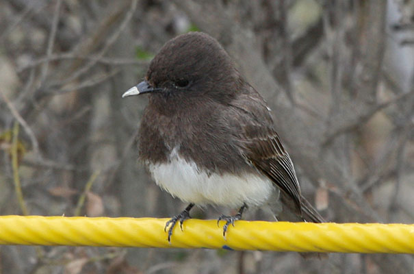 Sayornis nigricans semiatra - The Blakc Phoebe