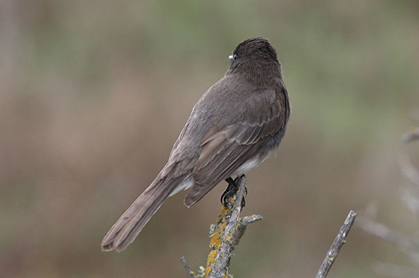 Sayornis nigricans semiatra - The Blakc Phoebe