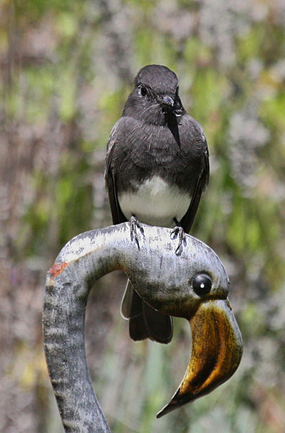 Sayornis nigricans semiatra - The Blakc Phoebe