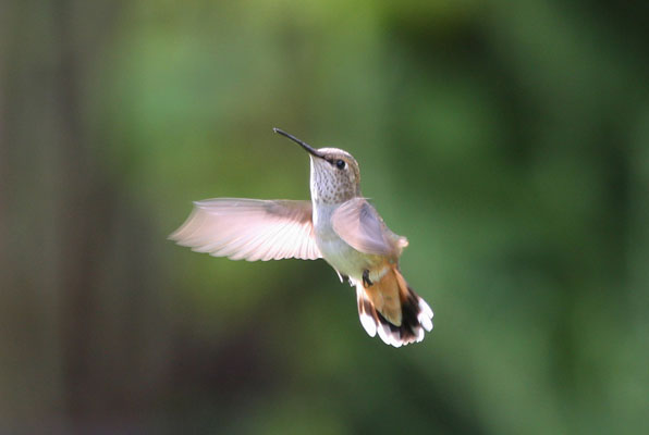 Selasphorus rufous - Rufous Hummingbird