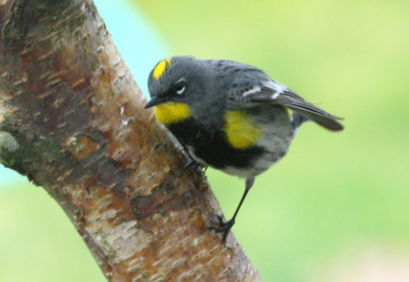 Setophaga coronata auduboni - Audubon's Warbler aka The Yellow-rumped Warbler