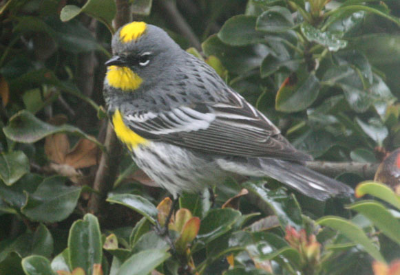 Setophaga coronata auduboni - Audubon's Warbler aka The Yellow-rumped Warbler