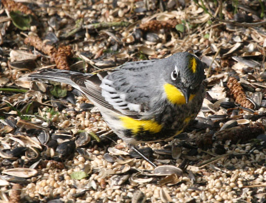 Setophaga coronata auduboni - Audubon's Warbler aka The Yellow-rumped Warbler