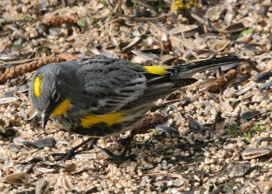 Setophaga coronata auduboni - Audubon's Warbler aka The Yellow-rumped Warbler