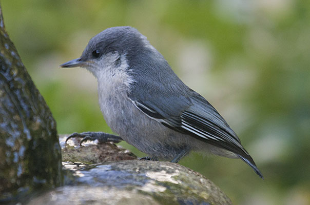 Sitta pygmaea - The Pygmy Nuthatch