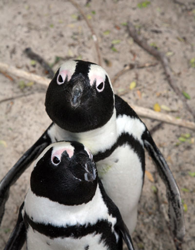 Spheniscus demersus - The African Penguin