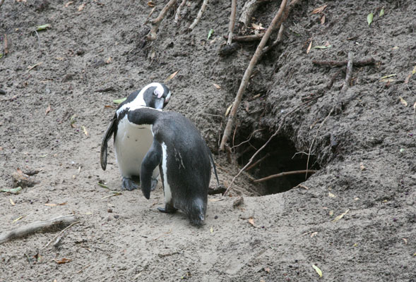 Spheniscus demersus - The African Penguin