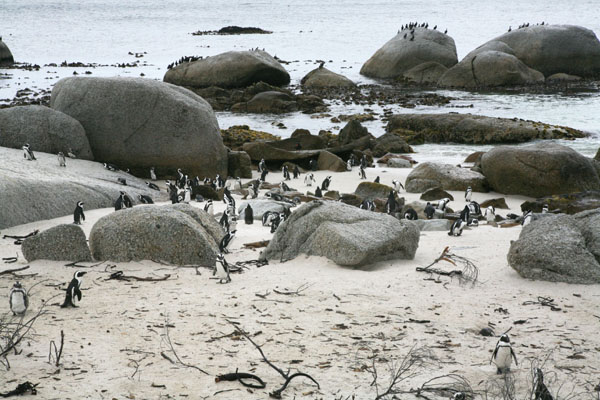 Spheniscus demersus - The African Penguin