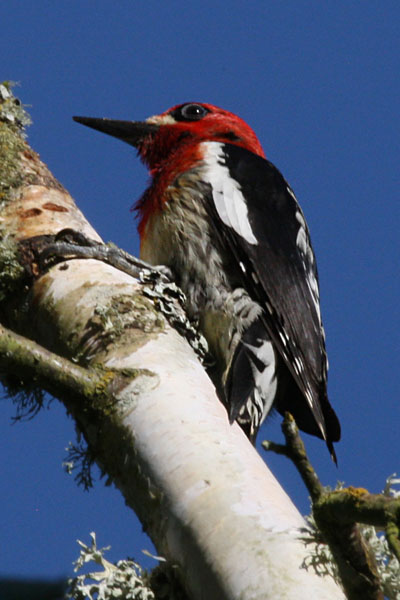 Sphyrapicus ruber daggetti - The Red-breasted Sapsucker