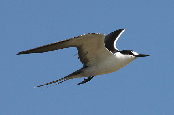 Sterna fuscata - The Sooty Tern