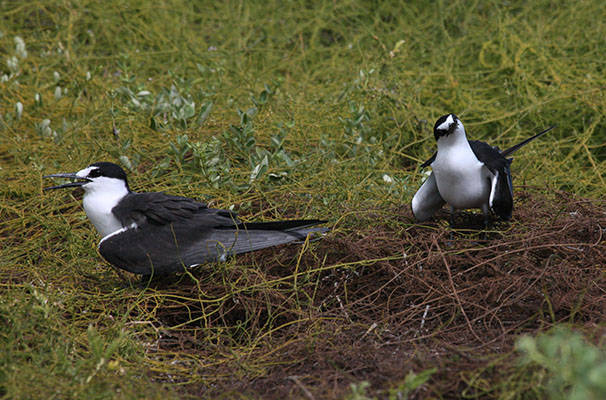 Sterna fuscata - The Sooty Tern