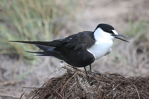 Sterna fuscata - The Sooty Tern