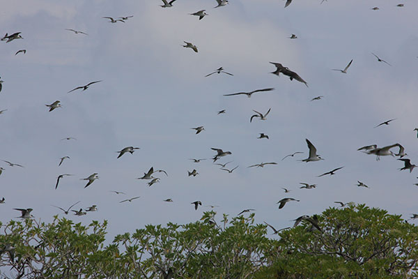 Sterna fuscata - The Sooty Tern