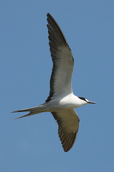 Sterna fuscata - The Sooty Tern