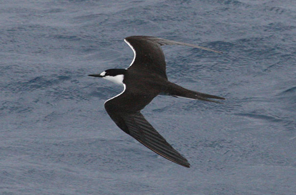 Sterna fuscata - The Sooty Tern