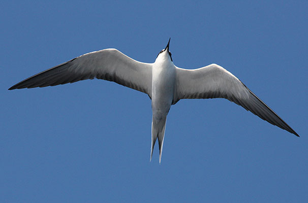 Sterna fuscata - The Sooty Tern