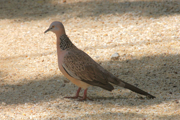 Streptopelia chinensis - The Spotted Turtle-dove