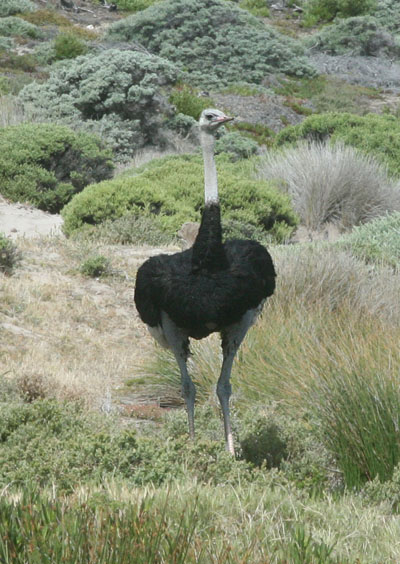 Struthio camelus australis - The Southern Ostrich