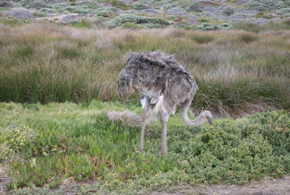 Struthio camelus australis - The Southern Ostrich